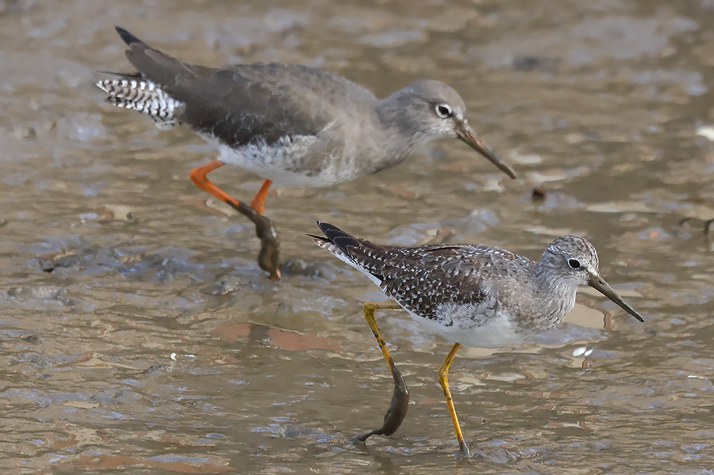 Lesser yellowlegs and redshank
